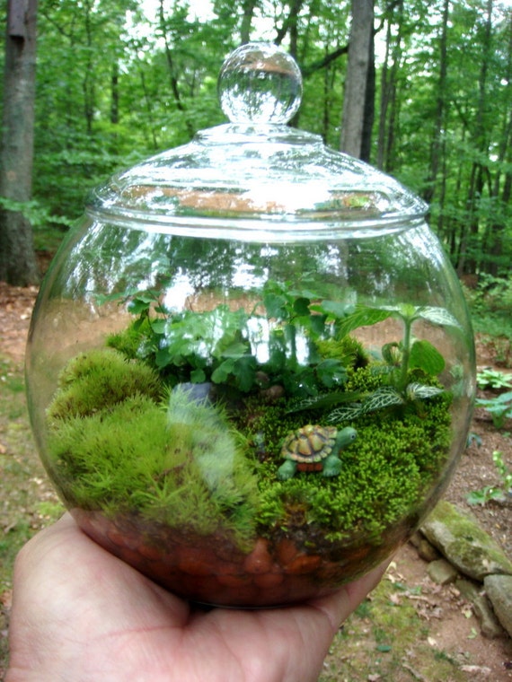 Hydroculture Terrarium Small Covered Vase Moss Fern.