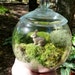 Small Covered Vase Terrarium, Glass, Bunny, Lichen and Moss. Great for HOME or OFFICE. Nice Unusual Gift. Terrariums by mossterrariums on E
