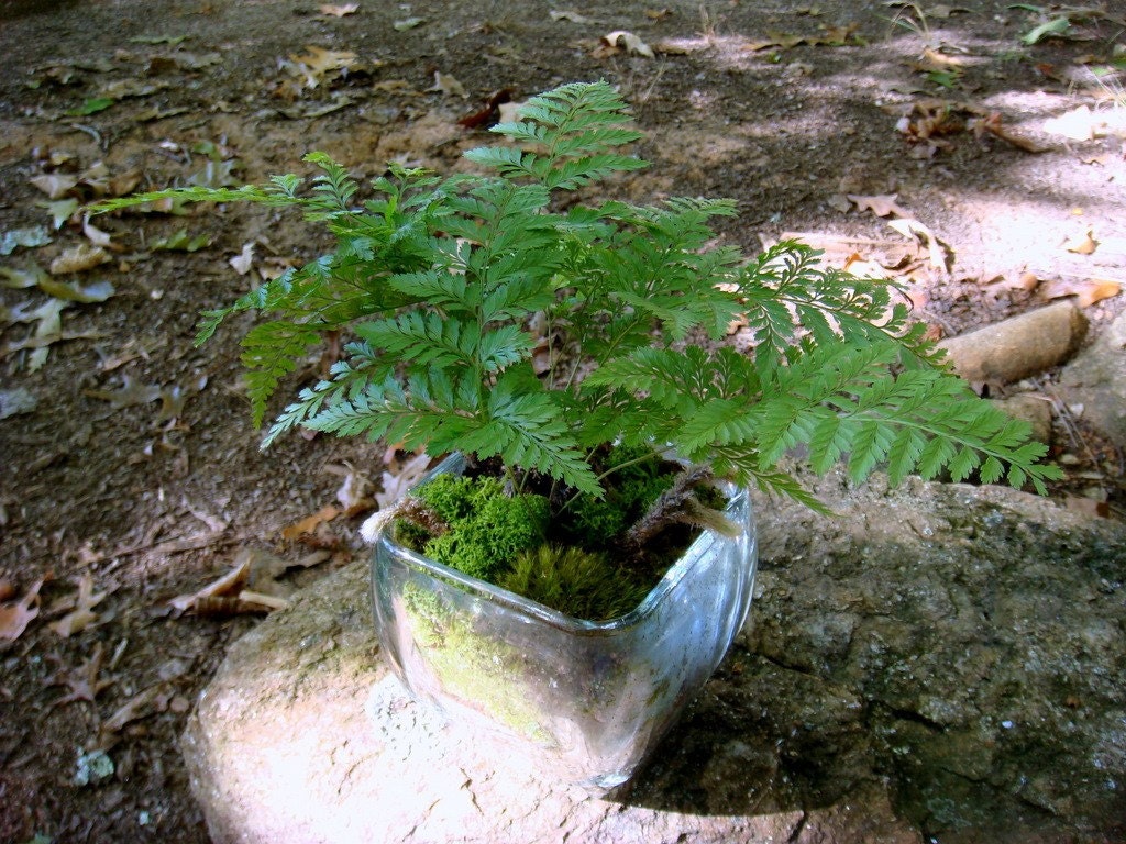 Square Vase Terrarium Rabbits Foot Fern Moss. Terrariums by
