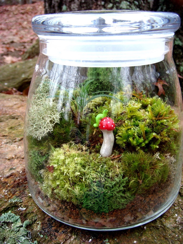 Large VIBE JAR Terrarium Toadstool Inch worm Moss and