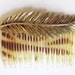 RESERVED-Vintage-50s-Hair Comb-Hair Decoration-Gold Leaf Comb