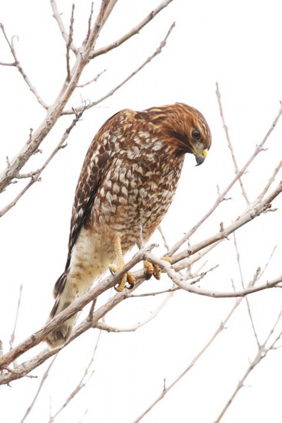 Download Red shouldered Hawk Print Hawk Photograph Red shouldered