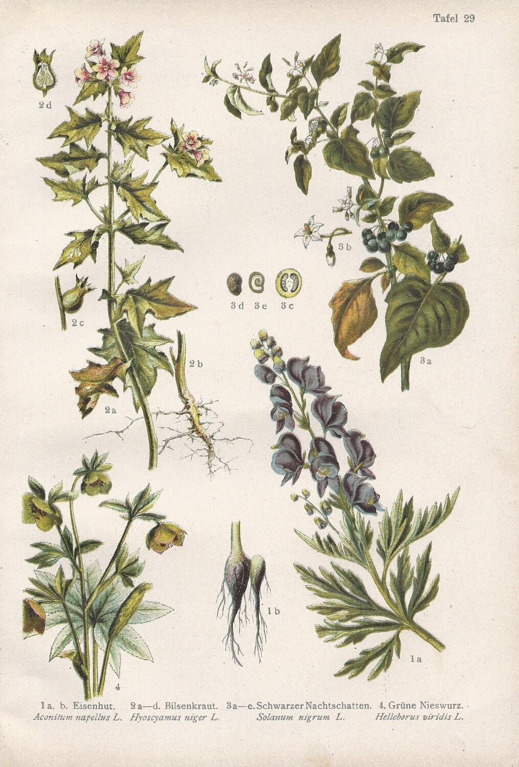 Vintage Botanical Illustration 57