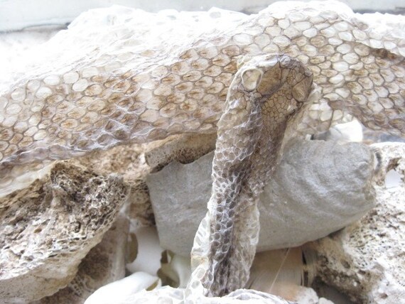 pictures of keeping snakes as pets