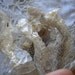 DISCOUNT F - Colubrid Snake Shed Colletion - Limited Edition - Set of Five