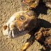 Raccoon Carcass for Processing