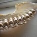 Cruelty Free Jaw Bones Bone Teeth Taxidermy Religious Educational Magic Spell Arts Crafts Animal Real