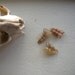 Rattlesnake Rattler Set of Rattles Three 3 Taxidermy Religious Educational Magic Spell Arts Crafts Animal Real