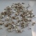 New Look READY Cruelty Free Distressed Rattler Spinal Vertebrae Real Bone Bones Reptile Science Biology Taxidermy