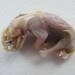 Clearance Cruelty Free Distressed Mammalian Young Animal Baby Critter Wet Spirit Specimen Religious Educational Magic Spell Taxidermy Curio