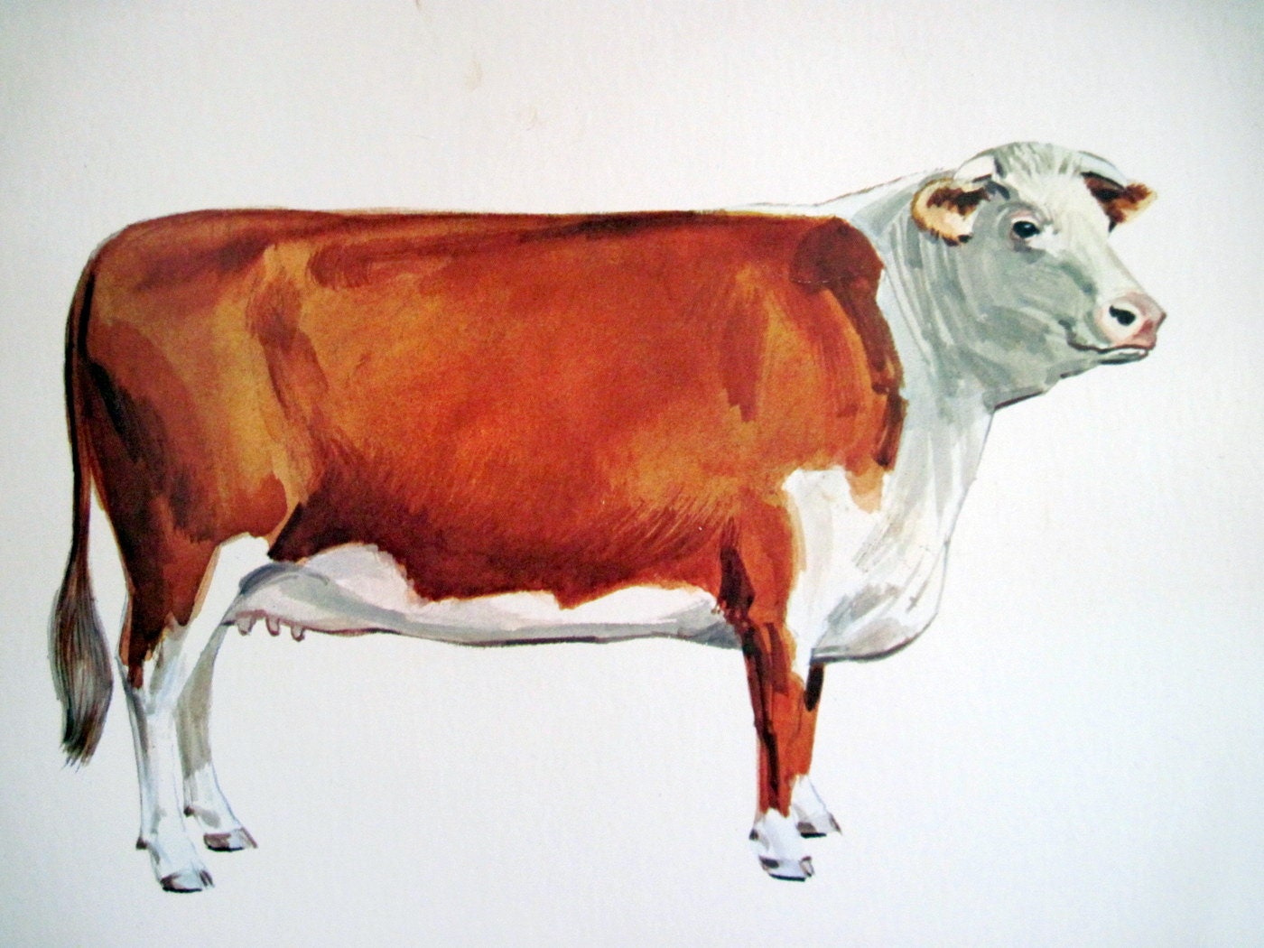 Vintage Cattle 26