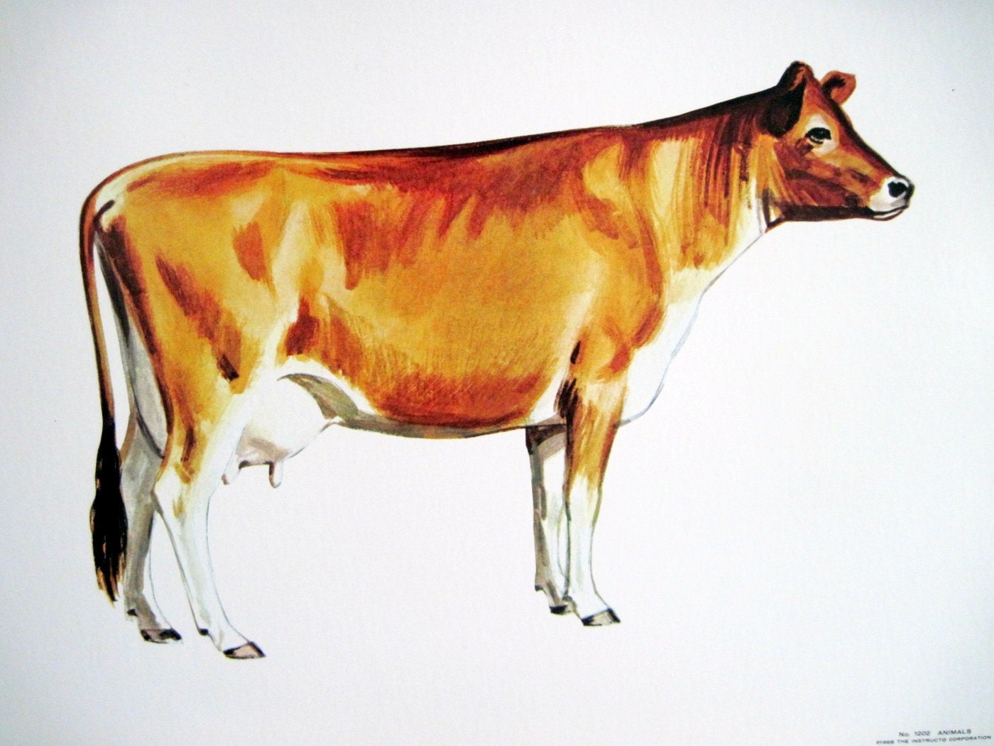 jersey cow clip art free - photo #12