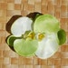 Rockabilly pin up hair double orchid flower in cream and green lime