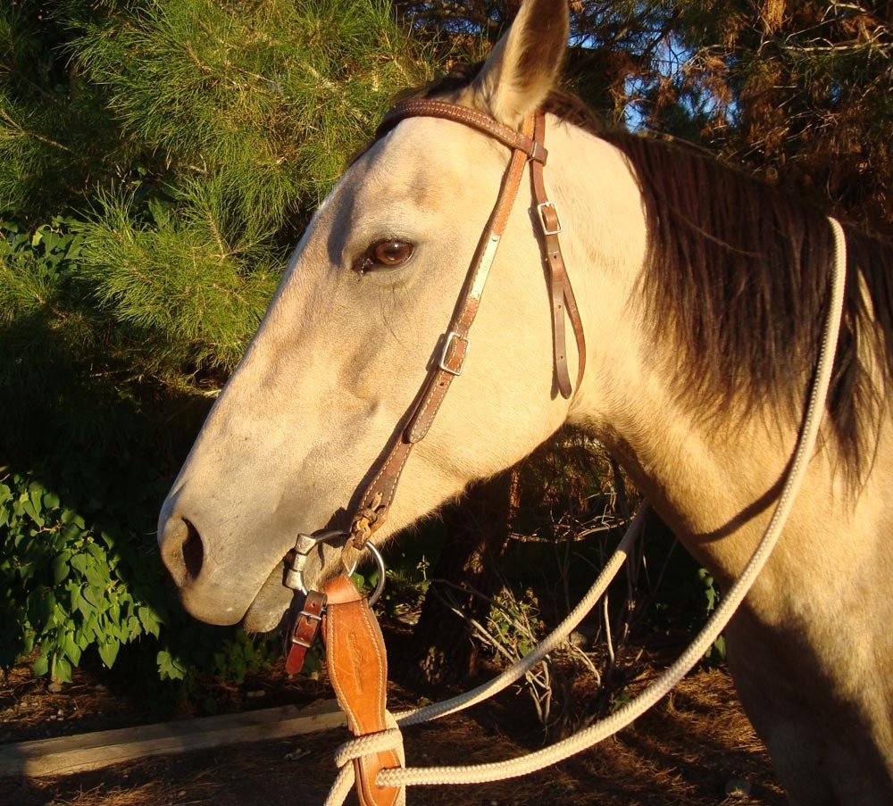 Horse Bridle Plate in Brass Personally Engraved