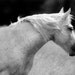Equestrian Photograph, black and white photo, Freckles horse art print