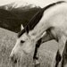 CLEARANCE Art, Horse Photograph, Equine Art, 8x12