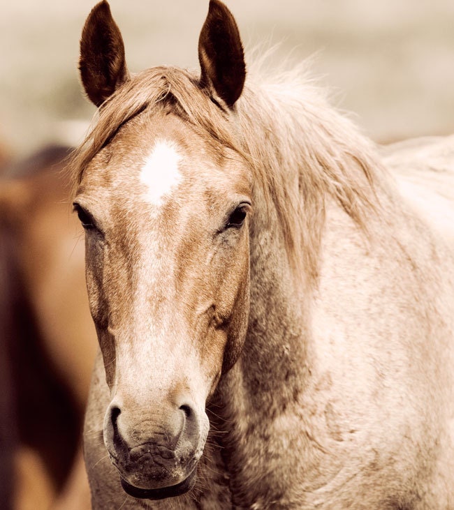 Red Roan Equestrian Photograph Horse Photo by ApplesAndOats