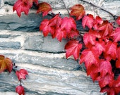IN STOCK SALE Fall's Ivy Nature Print -red ivy leaves - gray stone wall - Autumn - Red Home Decor - Botanical Fall Colors - Cottage Chic IN STOCK SALE Fall's Ivy Nature Print -red ivy leaves - gray stone wall - Autumn - Red Home Decor - Botanical Fall Colors - Cottage Chic