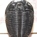 Trilobite cab ......... 25 x 17 x 3 mm .......... 676