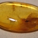 Insect Amber cab ................ COOL ................. 28 x 18 x 5 mm ......... 881