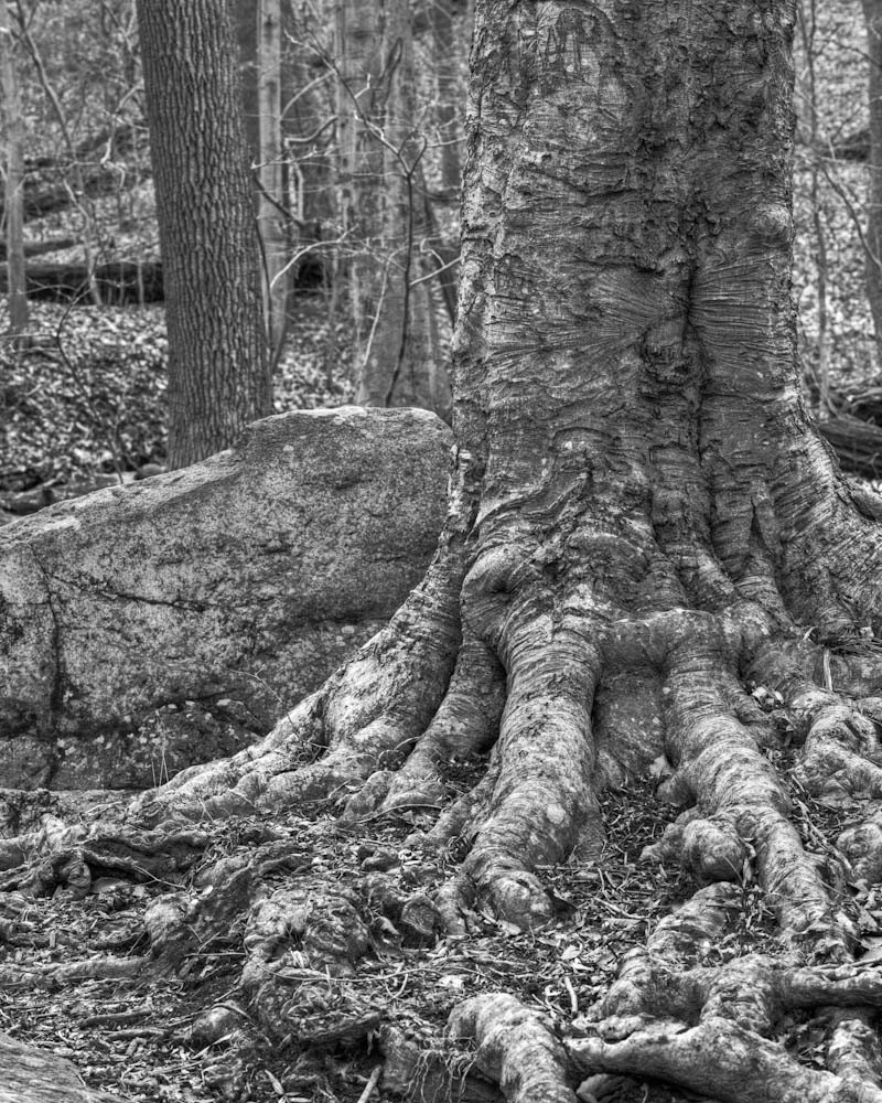 Roots 11x14 Limited Edition Fine Art Giclee Print