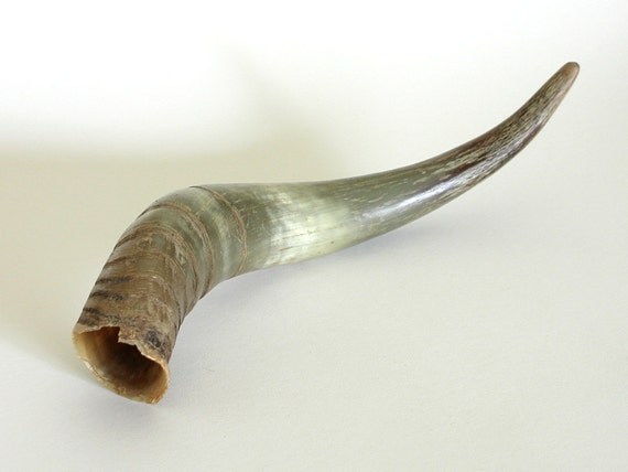 Vintage Animal Horn Natural History Specimen Curiosity Decor