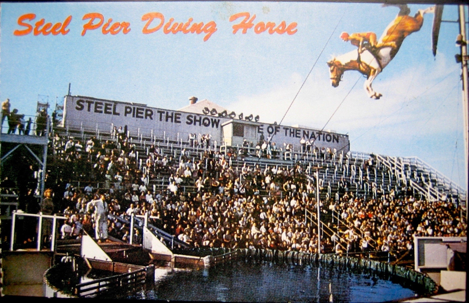 VINTAGE SOUVENIR POSTCARD STEEL PIER DIVING HORSE