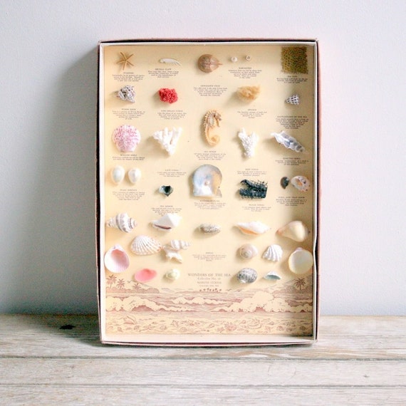 vintage seashell collection no.1 by lacklusterco on Etsy