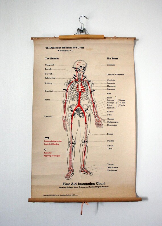 antique 1930s first aid american red cross anatomy by lacklusterco