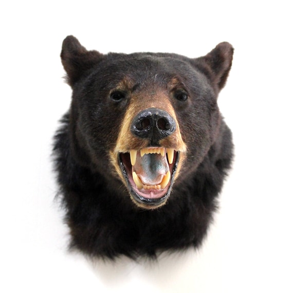 vintage taxidermy black bear head mount