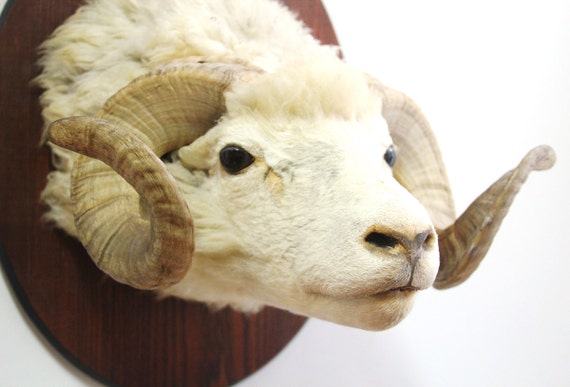 vintage big horn sheep mounted taxidermy