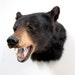 taxidermy black bear head mount