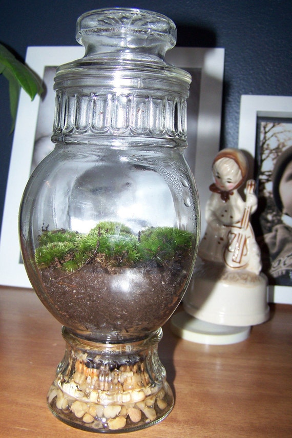 Terrarium in Tall Glass Candy Jar