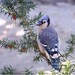 Bird Photograph, Blue Jay, blank card, write your own message, bird nature lover
