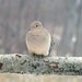 Mourning Dove, home cottage decor, gift 30, fine art photograph or greeting cards, bird lovers, dove