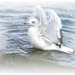 Dreamy Seagull - bird art card, blank 5 x 7, write own msg, bird lovers card, feathers, bird, water, wings, blue, white, flight,