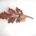 Natures Fall