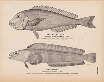 Rare 1884 Antique fish print, The gulf blanquillo, The Ronchil. Large Plate.