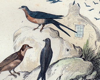 1870 rare Antique Victorian BIRD engraving By BUFFON, swallows and martins, animal art print