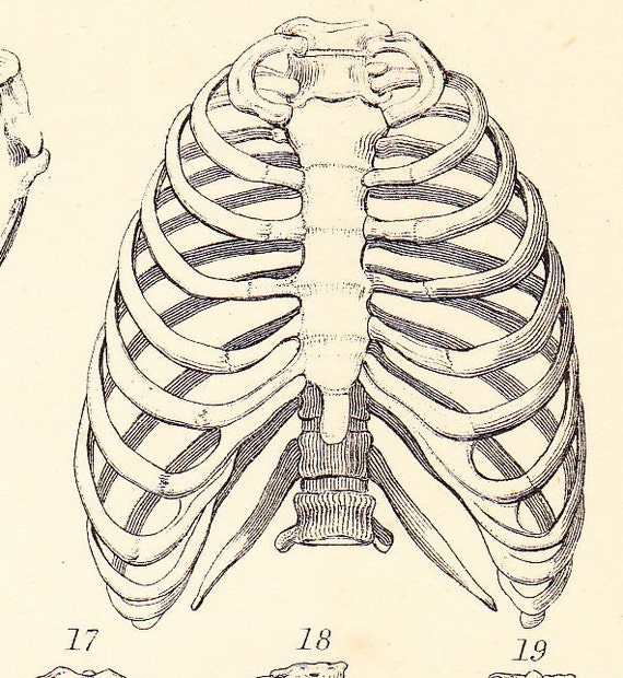 1870 Antique Victorian Anatomy Engraving Bones Backbone