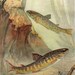 1915 Antique FISH print, Trout River, a couple of trouts, aquatic life art lithograph