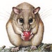 Vintage ANIMAL print, DORMOUSE, loire feeding in a tree, wild dog, a sweet Zoology picture