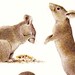 Vintage MOUSE print, funny little rodents, vole, a sweet Zoology picture