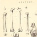 1870 Antique Victorian ANATOMY engraving, BONES, backbone, femur, bones of the leg and foot