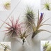 FIVE AIR PLANTS // Mixed Box of Airplants