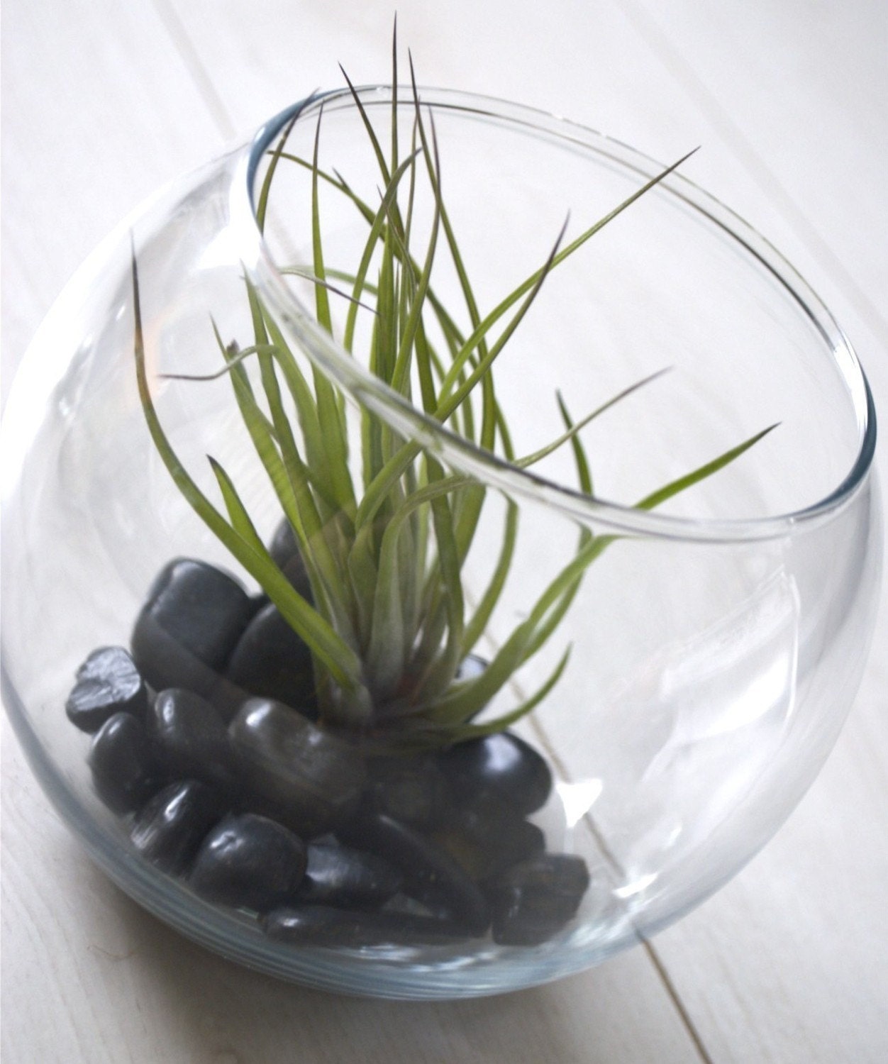 Small Fish Bowl Terrarium // Air Plant with Adornments