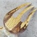 Rustic Oak Tree Branch Three Prong Hair Fork - Great Gift Item - 5 1/8"(13cm) - 894