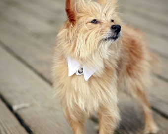 White Pointed Dog Collar