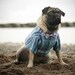 The Arbour Shirt - Medium (bow tie sold separately)