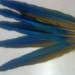 Macaw Tail Feather (16"-18")